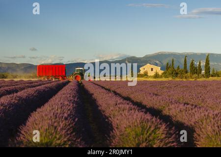 Traktor bei einer Lavendelernte, Hütte, Lavendelfeld, Lavendel, lat. Lavendula angustifolia, Hochplateau von Valensole, Plateau de Valensole, nahe V Stockfoto