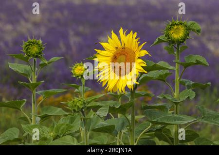 Sonnenblumen mit Bienen vor dem Lavendelfeld, Hochebene von Valensole, Plateau de Valensole, nahe Valensole, Alpes-de-Haute-Provence, Provence, F Stockfoto