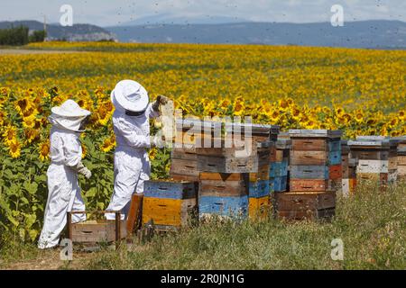 Imker, die auf einem Bienenstock in einem Sonnenblumenfeld arbeiten, Imkereiplatz, Wabenbrust mit Bienen, Hochplateau von Valensole, Plateau de Valensole, bei Valensol Stockfoto