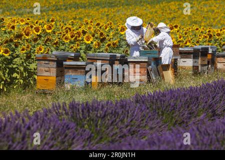 Imker, die an einem Gebaren zwischen einem Sonnenblumenfeld und einem Lavendelfeld arbeiten, Imkerei, Bienenwabe mit Bienen, Hochplateau von Valensole, Plateau de Stockfoto