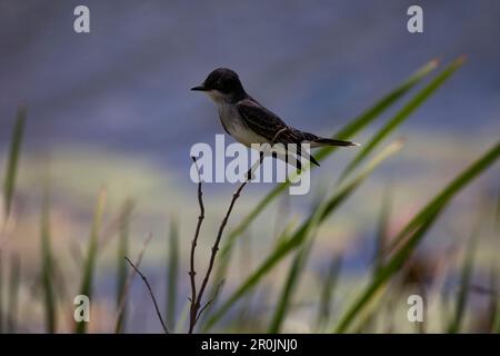 Alarmieren Sie Eastern Kingbird am Wildlife Drive des Lacassine National Wildlife Refuge in Louisiana Stockfoto