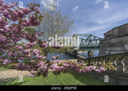 Glienicker Bridge, Glienecker Bruecke, Kirschblüte, Havel River Stockfoto