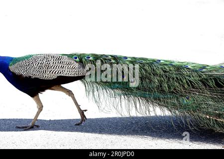 Wilder Pfau, Israel Stockfoto