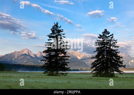 Blick auf den Bannwaldsee, Tannheimer Berge, Allgäu, Bayern, Deutschland Stockfoto