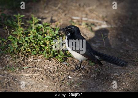 Ein australischer Erwachsener Willie Wagtail - Rhipidura Leukophrys - Vogel auf dem Boden auf der Suche nach Speisen, die von einem Pool mit sanftem Sonnenlicht am frühen Morgen gesichtet werden Stockfoto