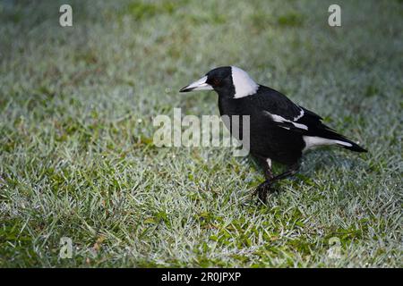 Ein erwachsener männlicher australischer Magpie-Gymnorhina tibicen-Vogel auf nassem, frostigem Gras, der nach Essen Ausschau hält, das von einem Pool mit weichem Sonnenlicht am frühen Morgen gesichtet wird Stockfoto