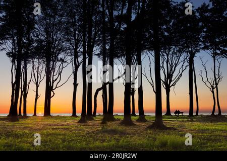 Ein Paar auf einer Bank, das den Sonnenuntergang im Gespensterwald bei Nienhagen, Ostsee, Mecklenburg-Vorpommern, Deutschland, beobachtet Stockfoto