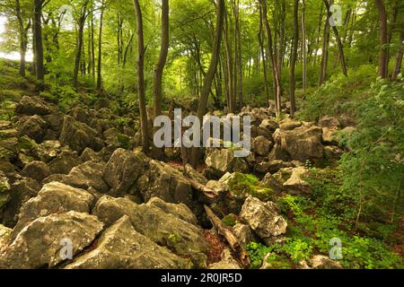 Felsen Felsenmeer, in der Nähe von Hemer, Sauerland, Nordrhein-Westfalen, Deutschland Stockfoto