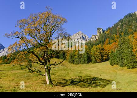 Herbstfarbene Ahornbäume und Lärchen in Engalm, Großer Ahornboden, Hinterriß, Engtal, nördlichen kalksteinalpen, Karwendel Mountains, Tirol, Australien Stockfoto