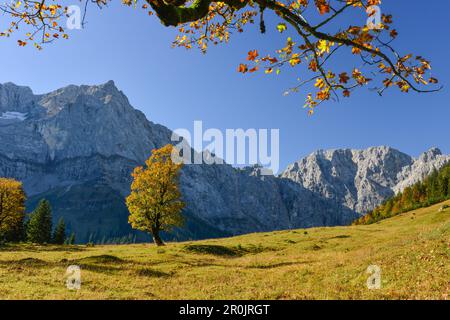 Herbstfarbene Ahornbäume und Lärchen in Engalm mit Blick auf Laliderer Wände, den Großen Ahornboden, Hinterriß, das Engtal, die nördlichen kalksteinalpen, K Stockfoto