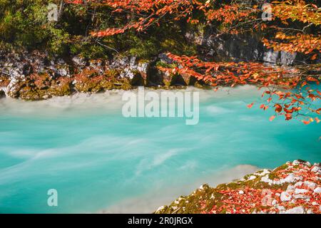 Herbstfarben im türkisfarbenen Rißbach-Tal mit roten Ahornbäumen , dem Großen Ahornboden, Hinterriß, dem Engtal-Tal, den nördlichen kalksteinalpen, Ka Stockfoto