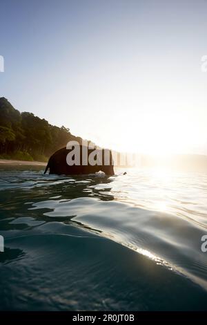 Elefant geht schwimmen, Strand am frühen Morgen, Wald ohne Palmen, Westküste, Havelock Island, Andaman Inseln, Union Territory, Indien Stockfoto