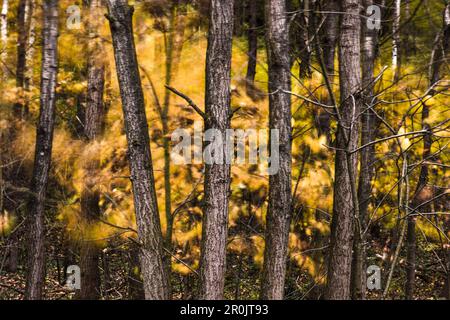 Birkenwald in einem Herbst Sturm, Boberg Tal, Hamburg, Deutschland Stockfoto
