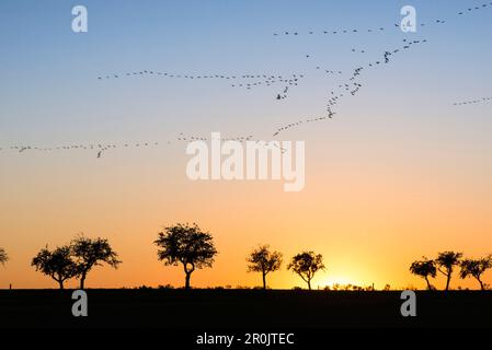 Silhouetten von Kranen im Formationsflug am roten Himmel der untergehenden Sonne. In den Vordergrundsilhouetten vieler blattloser Bäume im Herbst, o Stockfoto