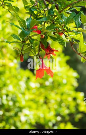 Rote Blüten und Knospen eines blühenden Granatapfelbaums aus der Nähe zwischen grünem Laub Stockfoto