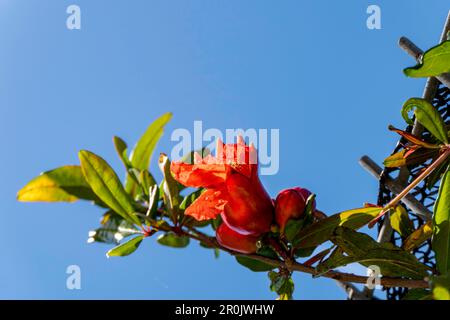 Rote Blüten und Knospen eines blühenden Granatapfelbaums aus der Nähe zwischen grünem Laub Stockfoto