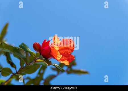 Rote Blüten und Knospen eines blühenden Granatapfelbaums aus der Nähe zwischen grünem Laub Stockfoto