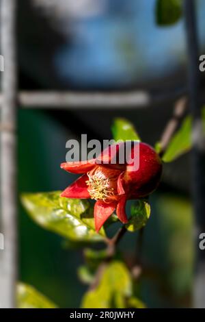 Rote Blüten und Knospen eines blühenden Granatapfelbaums aus der Nähe zwischen grünem Laub Stockfoto