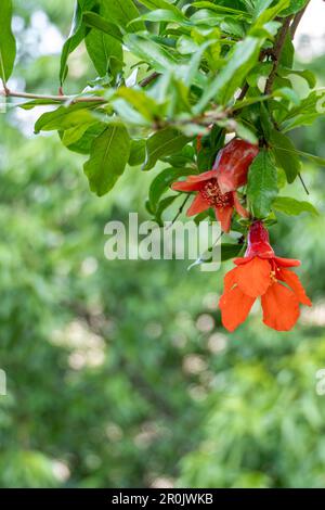 Rote Blüten und Knospen eines blühenden Granatapfelbaums aus der Nähe zwischen grünem Laub Stockfoto