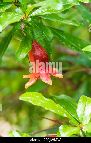 Rote Blüten und Knospen eines blühenden Granatapfelbaums aus der Nähe zwischen grünem Laub Stockfoto