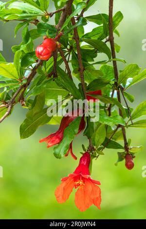Rote Blüten und Knospen eines blühenden Granatapfelbaums aus der Nähe zwischen grünem Laub Stockfoto