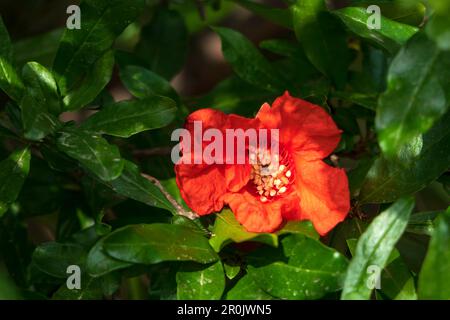Rote Blüten und Knospen eines blühenden Granatapfelbaums aus der Nähe zwischen grünem Laub Stockfoto