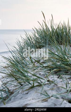 Gras, Traumstrand zwischen Strandmarken und Dueodde, Sandstrand, Sommer, Ostsee, Bornholm, Strandmarken, Dänemark, Europa Stockfoto