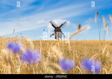 Windmühle in einem Ryefield mit Maisblumen, Sommer, Ostsee, Bornholm, bei Gudhjem, Dänemark, Europa Stockfoto