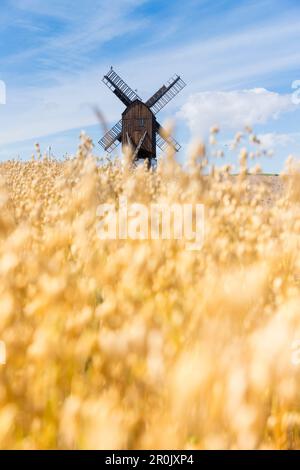 Windmühle in einem Ryefield mit Maisblumen, Sommer, Ostsee, Bornholm, bei Gudhjem, Dänemark, Europa Stockfoto