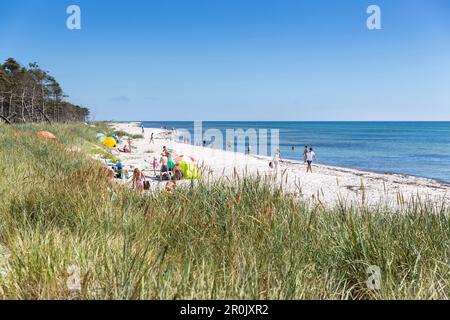 Menschen am Strand, Traumstrand zwischen Strandmarken und Dueodde, Sandstrand, Sommer, Ostsee, Bornholm, Strandmarken, Dänemark, Europa Stockfoto