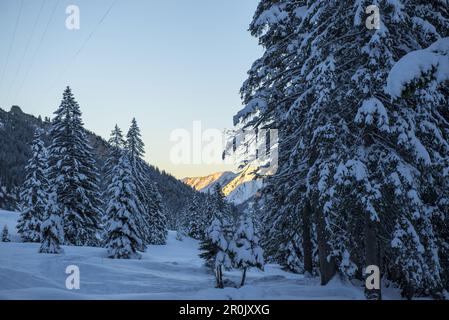 Winterlich verschneiten Landschaft im Kleinwalser Tal in Vorarlberg kurz vor Sonnenuntergang, Vorarlberg, Österreich Stockfoto