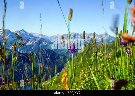 Sommerliche Blumenwiese mit Panoramablick auf das Allgaeu-Gebirge, Oberstdorf, Deutschland Stockfoto