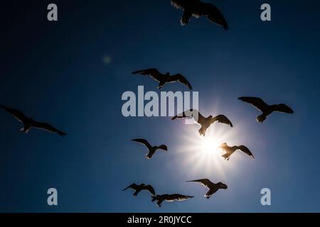 Eine Gruppe fliegender Möwen im Sonnenlicht, Nags Head, Outer Banks, North Carolina, USA Stockfoto