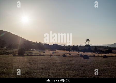 Hey ballen auf einem Feld im Abendlicht nahe Canyamel, Nordostküste von Mallorca, Balearen, Spanien Stockfoto