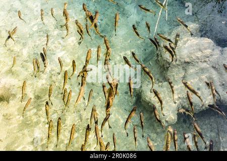 Blick von oben auf die Fischschule aus dem kristallklaren Wasser der Plitvicer Seen - Kroatien, Nationalpark Plitvicer Stockfoto
