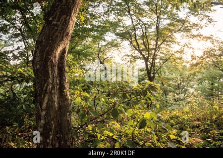 Dichter grüner Wald am Horn um die sogenannten drei Kaisergebirge, die zwischen Goeppingen und Schwaebisch Ausreißer von Steilhängen sind Stockfoto