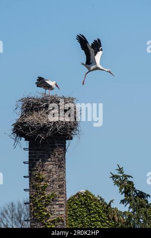 Weiße Störche, Storchfamilie auf dem Schornstein, aus dem Nest abfliegender Storch, Storchdorf Linum, Brandenburg, Deutschland Stockfoto