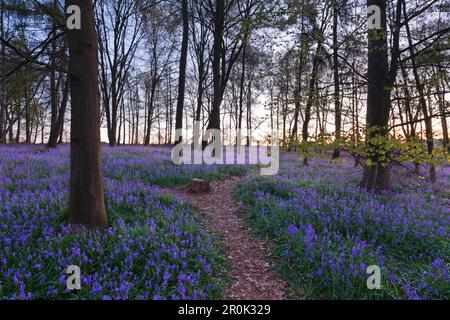 Bluebells Hyacinthoides non-scripta in einem Wald, in der Nähe von Hückelhoven, Nordrhein-Westfalen, Deutschland Stockfoto