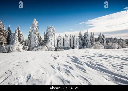 Schneebedeckte Tannen, Schneeverwehungen, Schauinsland, Freiburg im Breisgau, Schwarzwald, Baden-Württemberg, Deutschland Stockfoto