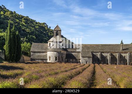 Lavendelfeld vor der Abbaye de Senanque, in der Nähe von Gordes, Vaucluse, Provence, Frankreich Stockfoto