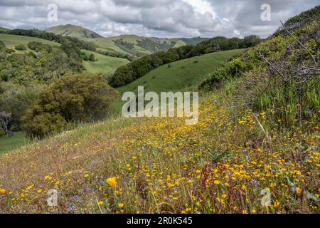 Kalifornische Goldfelder (Lasthenia californica) und andere Wildblumen blühen während der Frühlingssuperblüte in den Hügeln von CA. Stockfoto