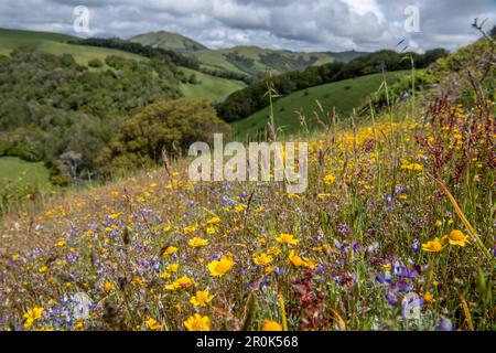 Kalifornische Goldfelder (Lasthenia californica) und andere Wildblumen blühen während der Frühlingssuperblüte in den Hügeln von CA. Stockfoto