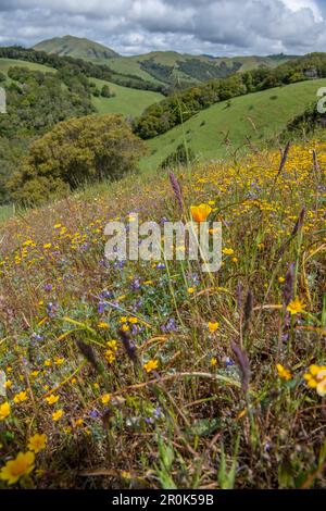 Kalifornische Goldfelder (Lasthenia californica) und andere gemischte Wildblumen blühen in den Hügeln während einer Frühlingsblüte. Stockfoto