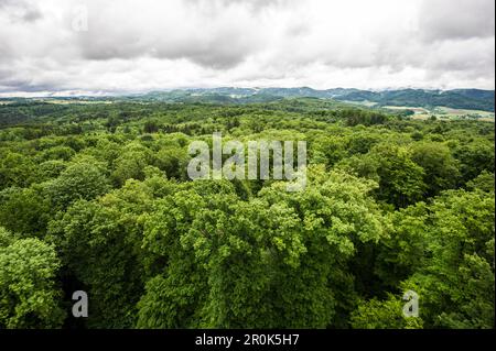Luftaufnahme von Mischwald, Fichte (Picea abies), Buche (Fagus sylvatica) und wilde Kirsche (Prunus Avium), Emmendingen, Baden-Württemberg, Deutschland Stockfoto