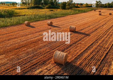 Runde zylinderförmige Heuballen im kultivierten Weizenfeld nach der Ernte, Blick aus der Drone pov Stockfoto