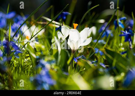 Weiße Krokusse (Crocus SP.), Frühlingswiese, Baden-Württemberg, Deutschland Stockfoto