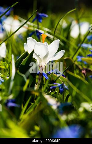 Weiße Krokusse (Crocus SP.), Frühlingswiese, Baden-Württemberg, Deutschland Stockfoto