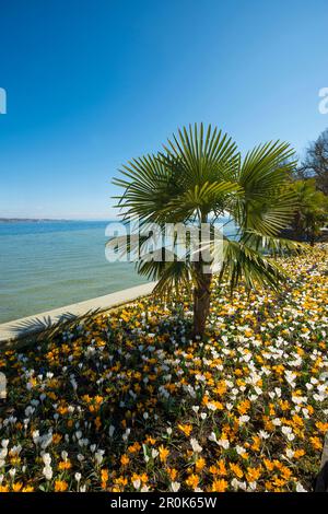 Blühende Krokusse im Blumenbeet mit Palme, Frühling, Mainau Island, Flower Island, Bodensee, Bodensee, Baden-Württemberg, Deutschland Stockfoto