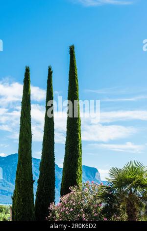 Zypressen und Palmen wachsen im milden Klima, Tramin, Südtirol, Italien Stockfoto