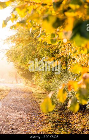 Pfad entlang eines Herbstwaldes, Allgaeu, Bayern, Deutschland Stockfoto